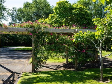 image shows a garden under the sun