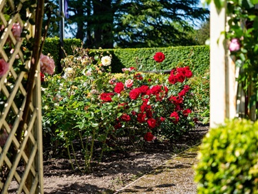 image shows colourful flowers in bloom